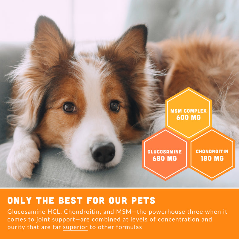 Mobility Superchew for Dogs | Mighty Tails